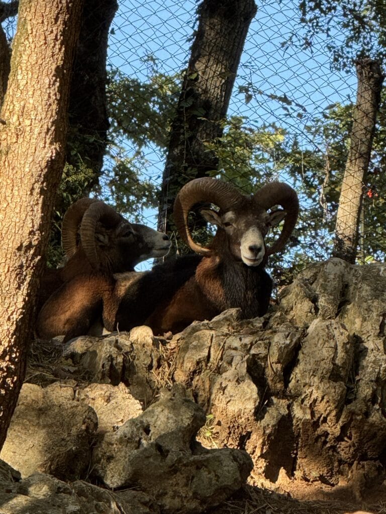 Bric e Brac: La Nuova Vita dei Mufloni Salvati da Animanatura